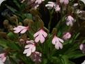 Habenaria rhodocheila Pink